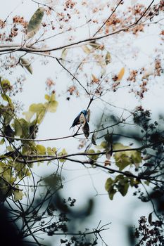 A vibrant bluebird perched amid green leaves and blossoms, showcasing nature's beauty.
