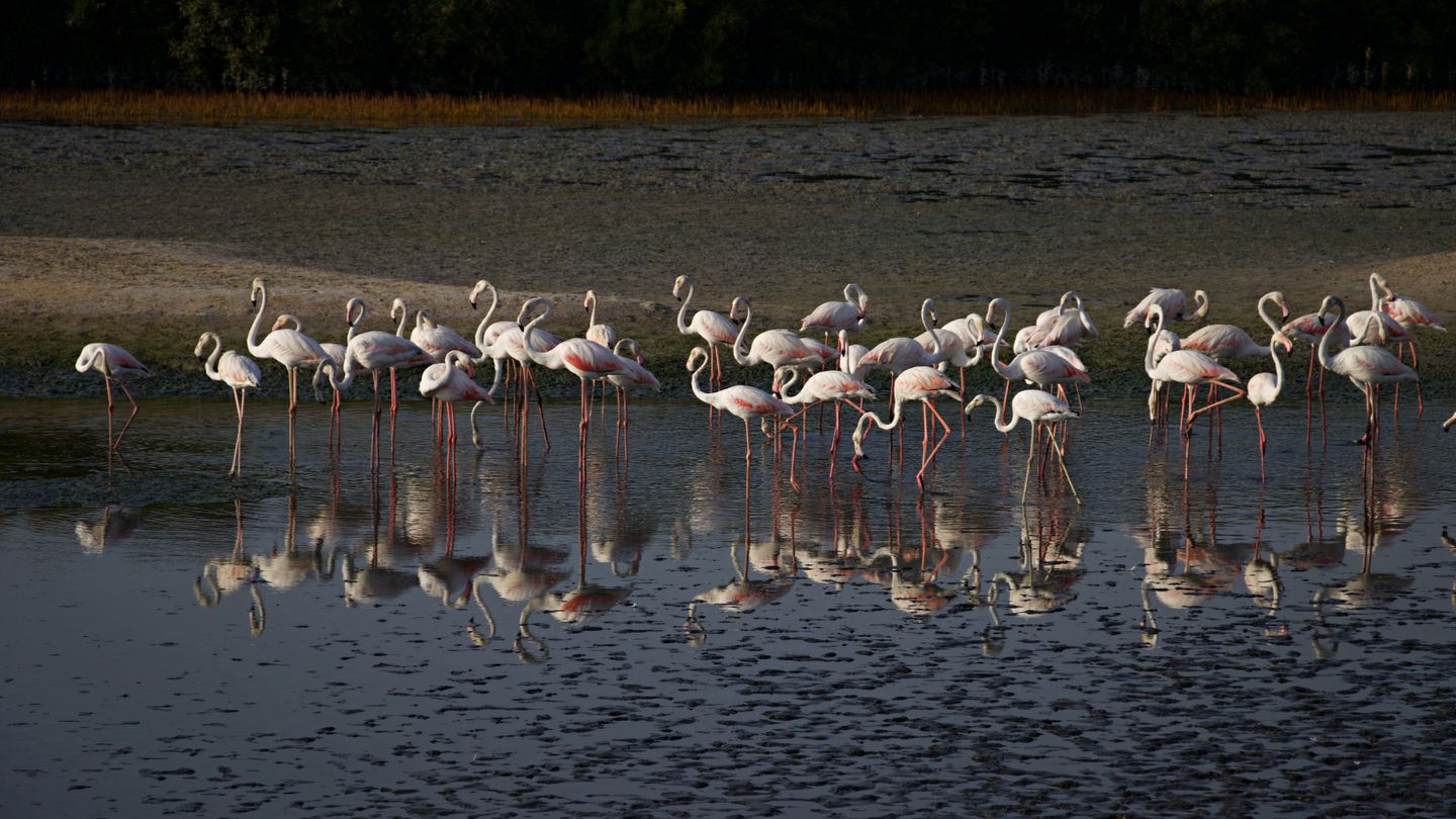 Oman Birdwatching: Flamingos, Eagles, and Rare Migratory Birds