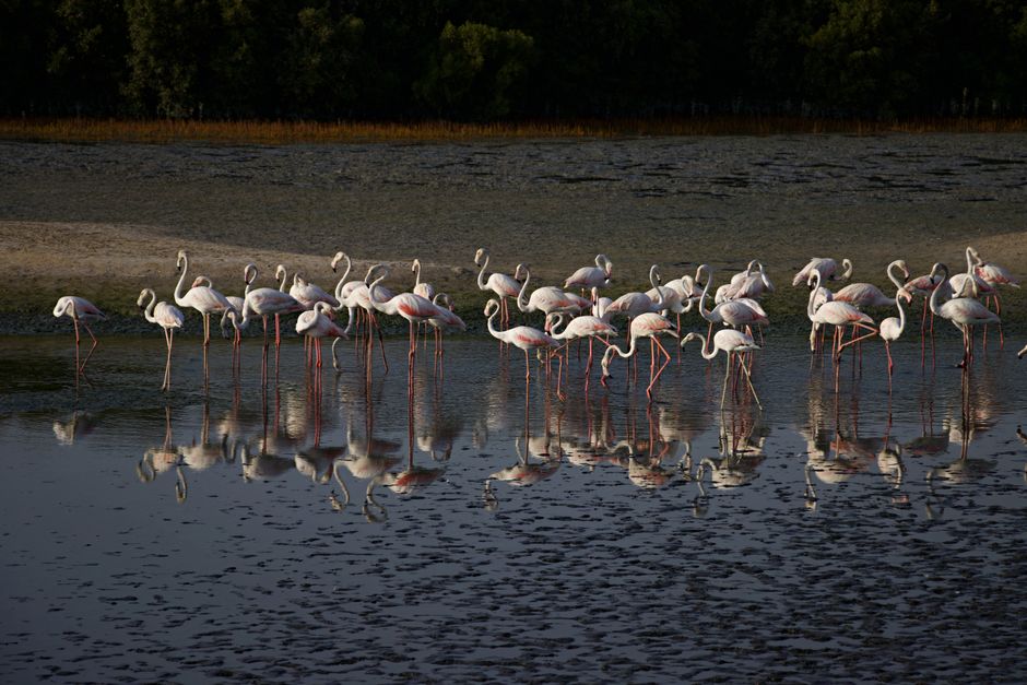 Safari ornithologique à la Réserve de Khawr Taqah