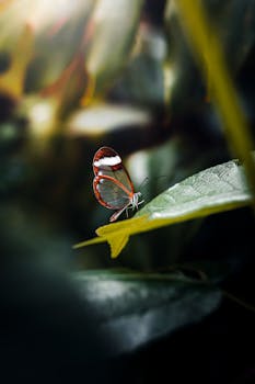 A delicate glasswing butterfly perched on a leaf in a lush green natural setting, showcasing its transparent wings.
