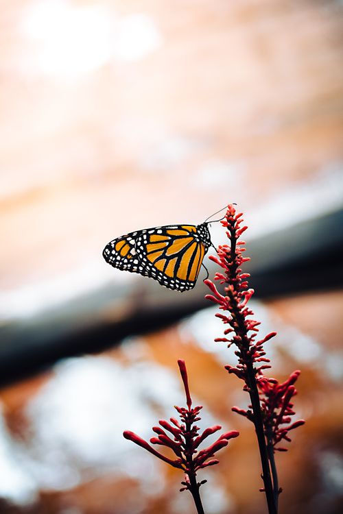 Free A vibrant monarch butterfly perched on a red flower branch in a natural setting. Stock Photo