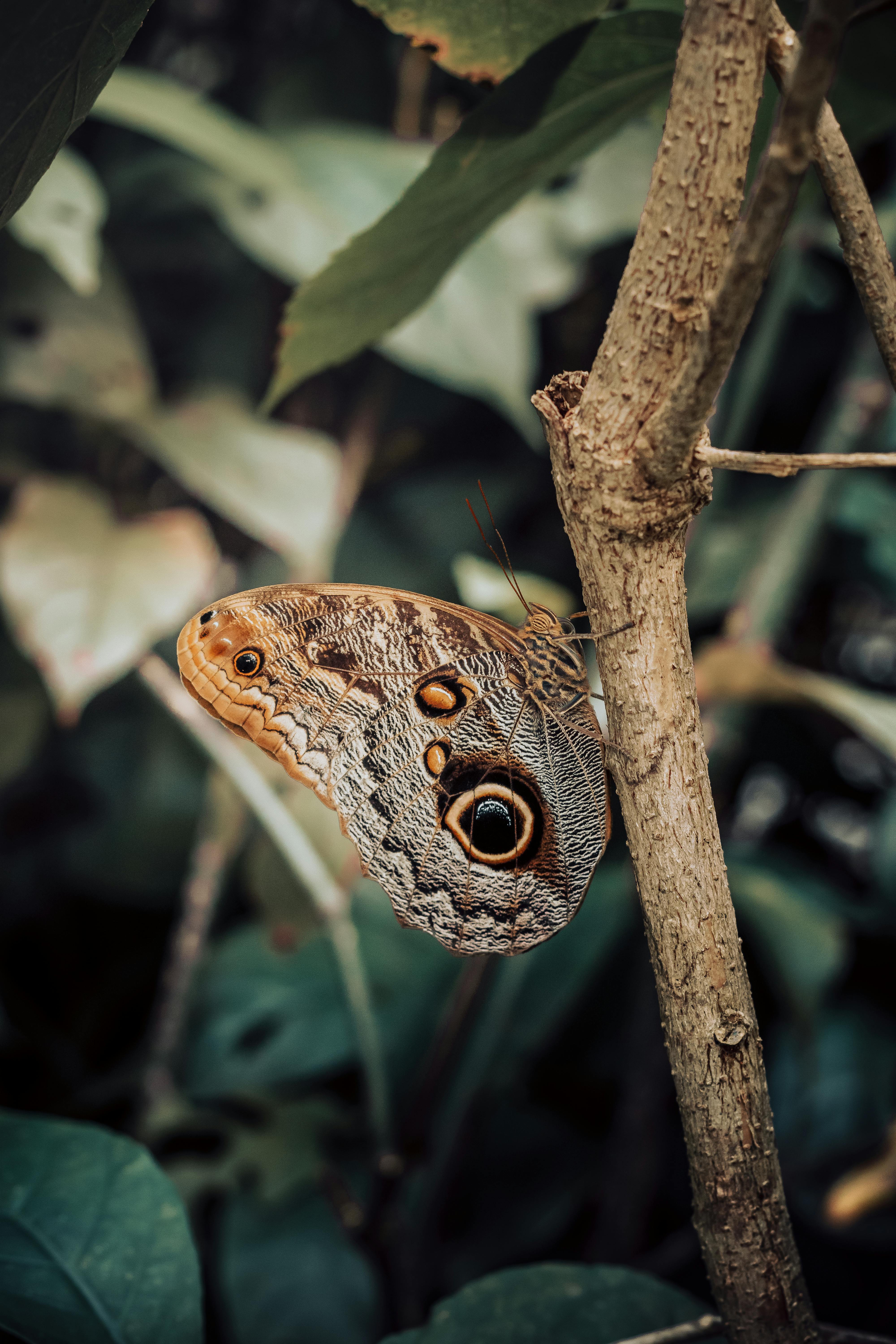 Detailed view of an Owl Butterfly perched on a tree branch in a natural setting.