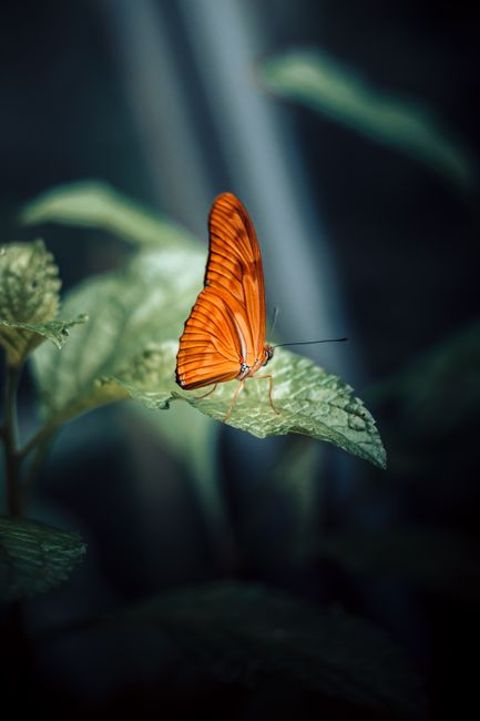 Close-up of an orange butterfly perched on a green leaf in a natural setting.