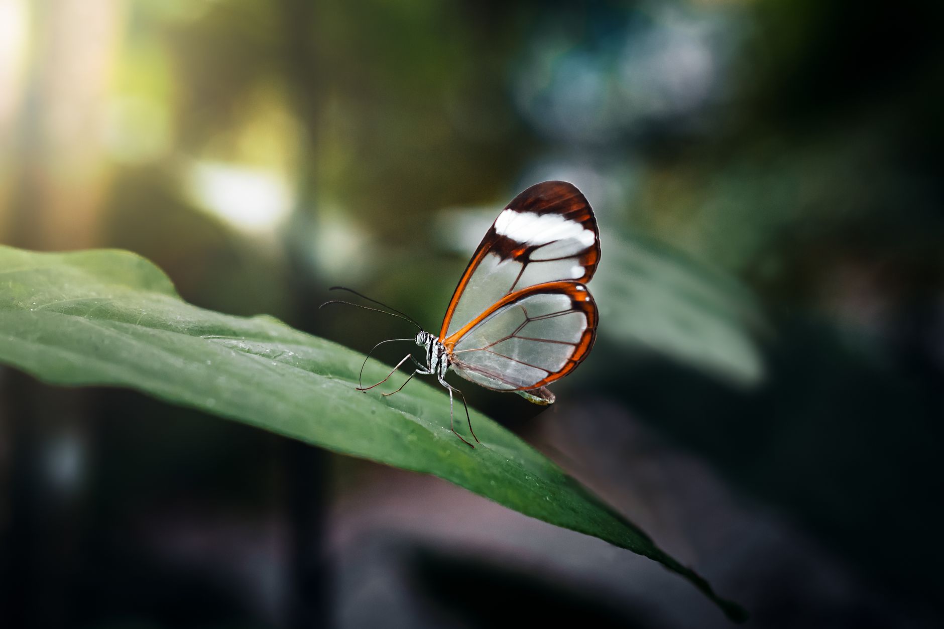 Close-up of a Glasswing butterfly (Greta oto) perched on a leaf in its natural habitat, showcasing transparent wings.