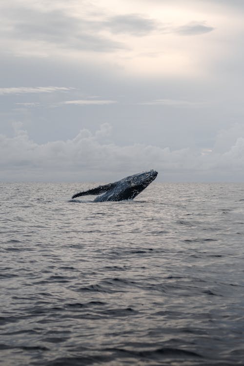 A Humpback Whale Emerging from the Water 