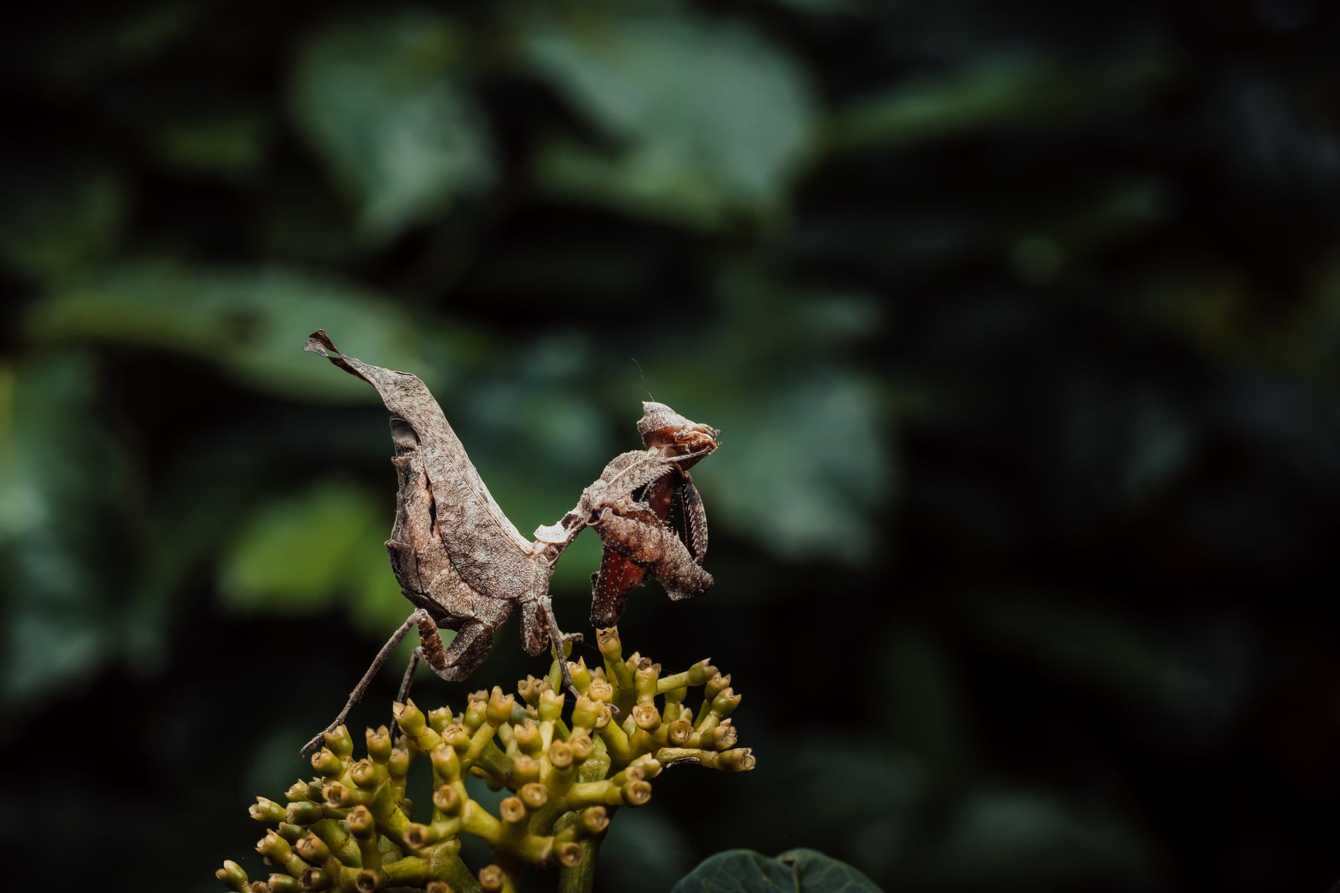 A close-up of a camouflaged dead leaf mantis on a yellow flower against a blurred green background.