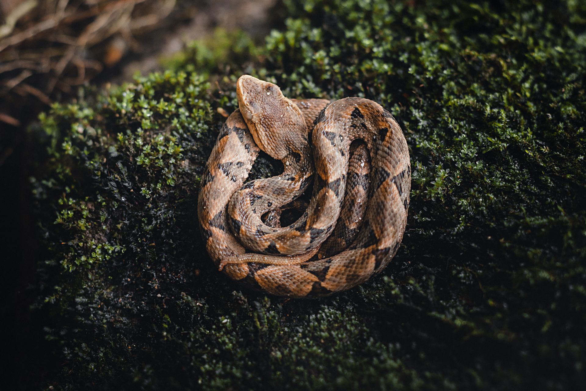 Pit Viper Snake on Grass