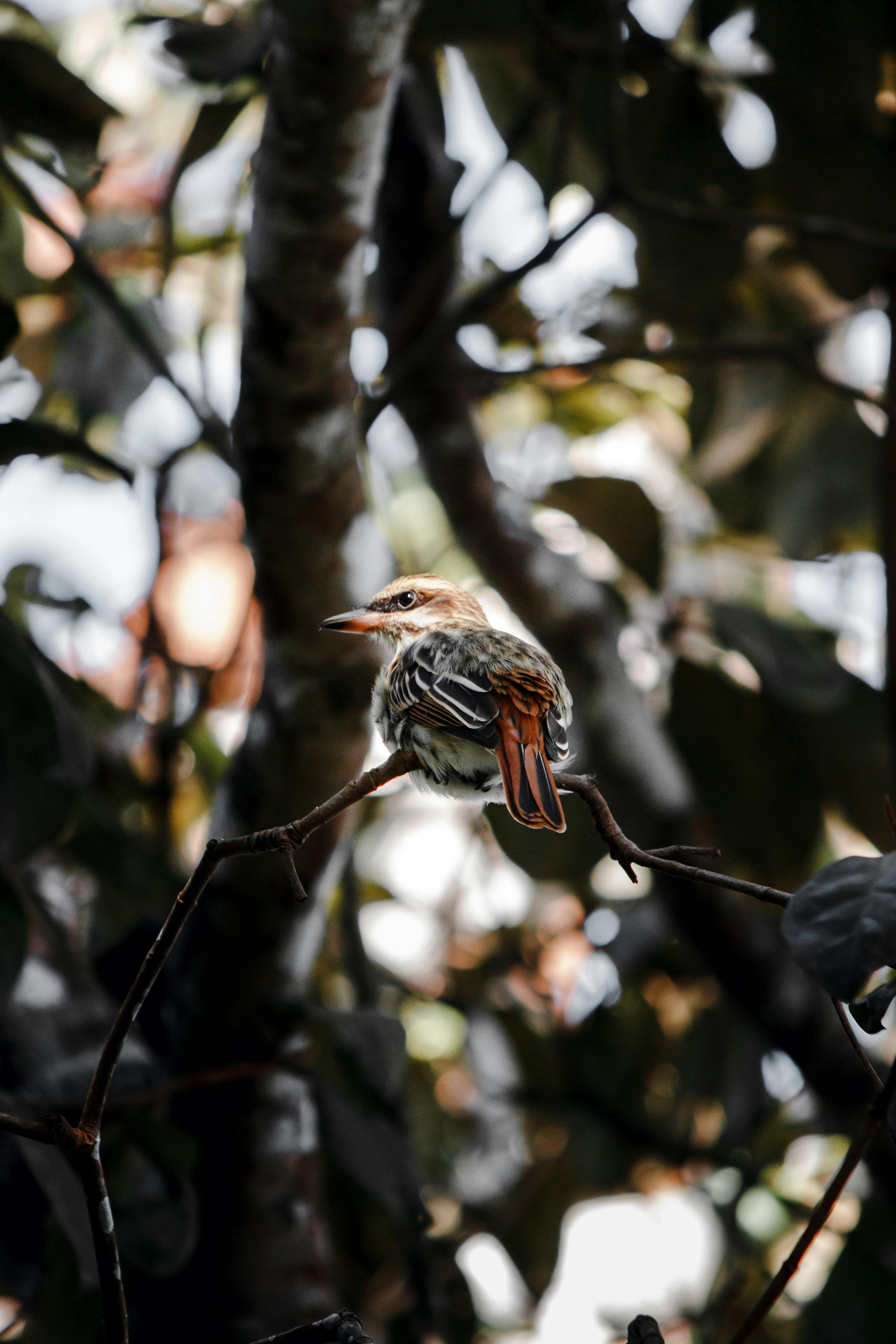 Beautiful streaked flycatcher perched on a twig in a lush outdoor setting.