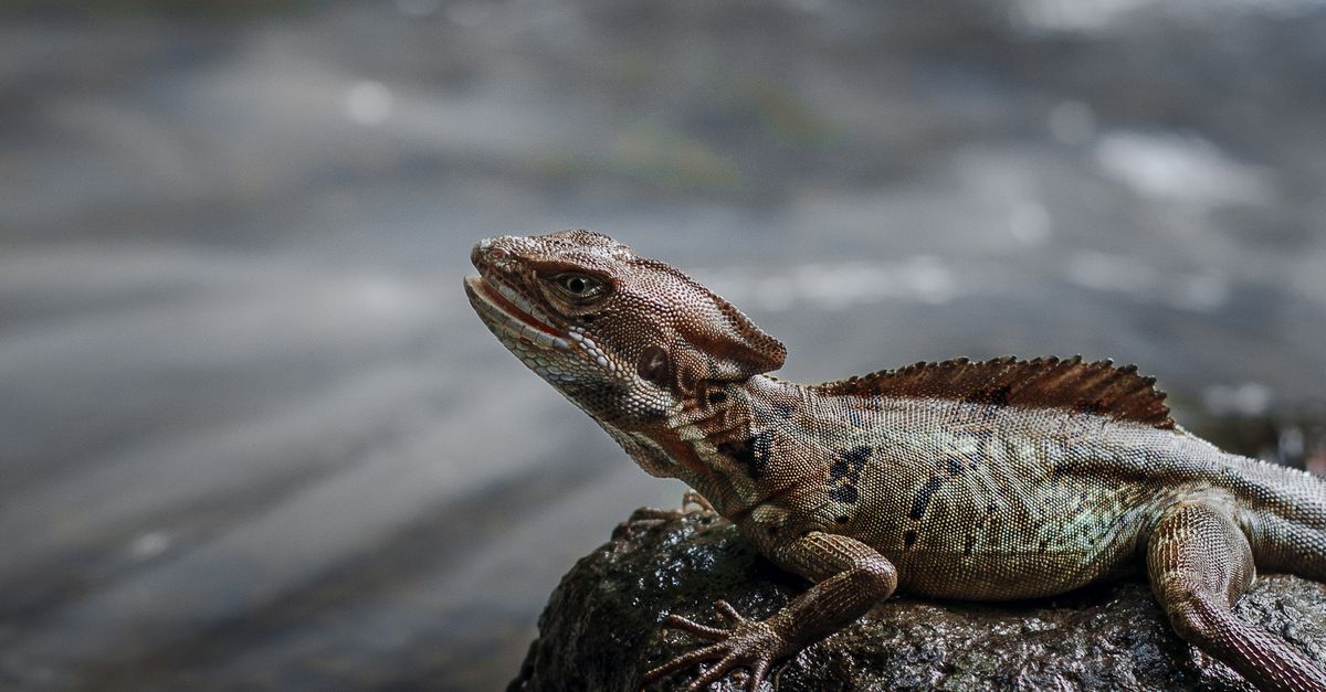 Common Basilisk on Rock · Free Stock Photo