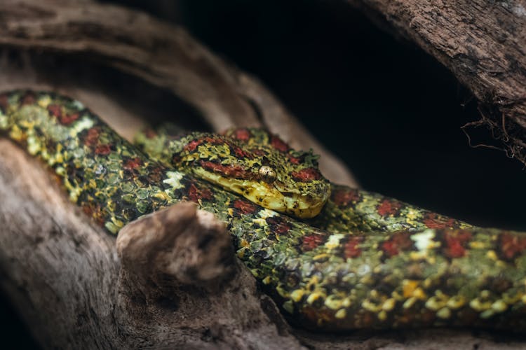 Pit Viper On Tree