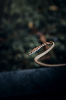 snake photo