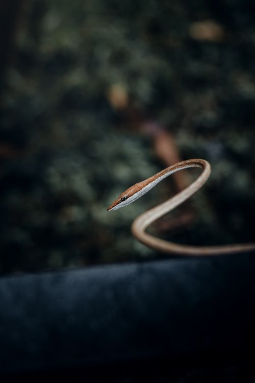 Free Detailed close-up of a brown vine snake showcasing its slender form and selective focus on its head. Stock Photo