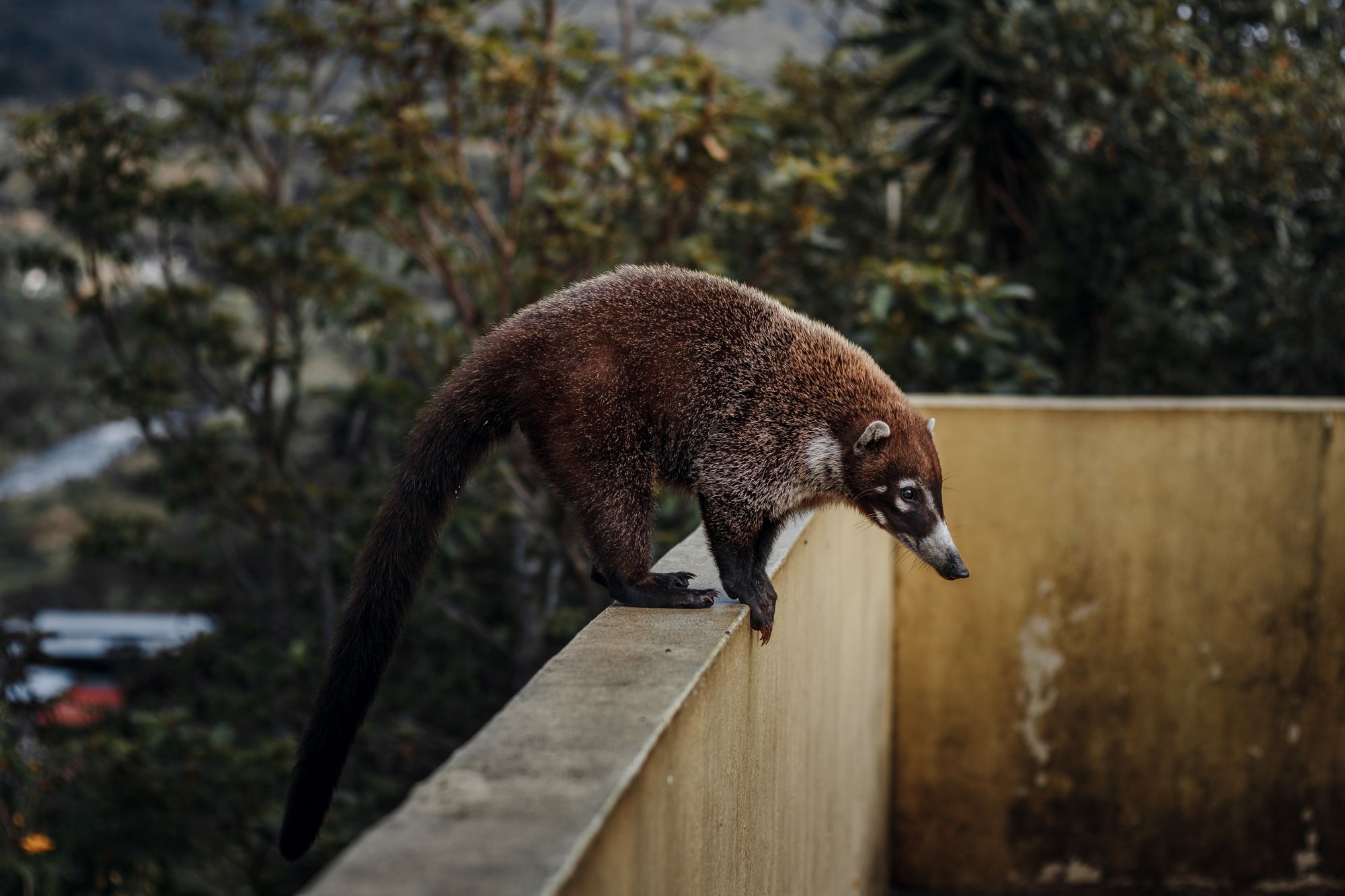 Un coatí adulto camina sobre el suelo del bosque con la cola levantada