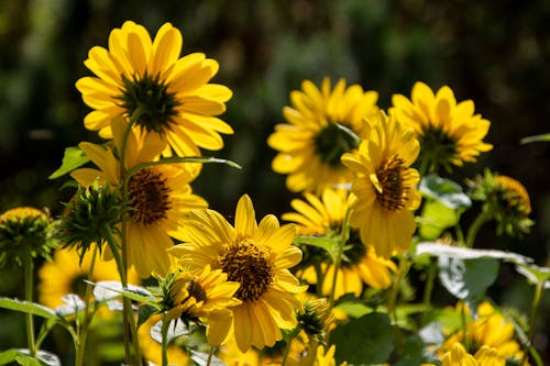 Gratis stockfoto met bloemblaadje, bloemen, detailopname