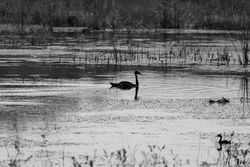 Swan on Wetlands