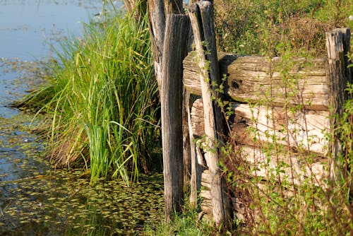 Бесплатное стоковое фото с берег озера, деревянный, камыши