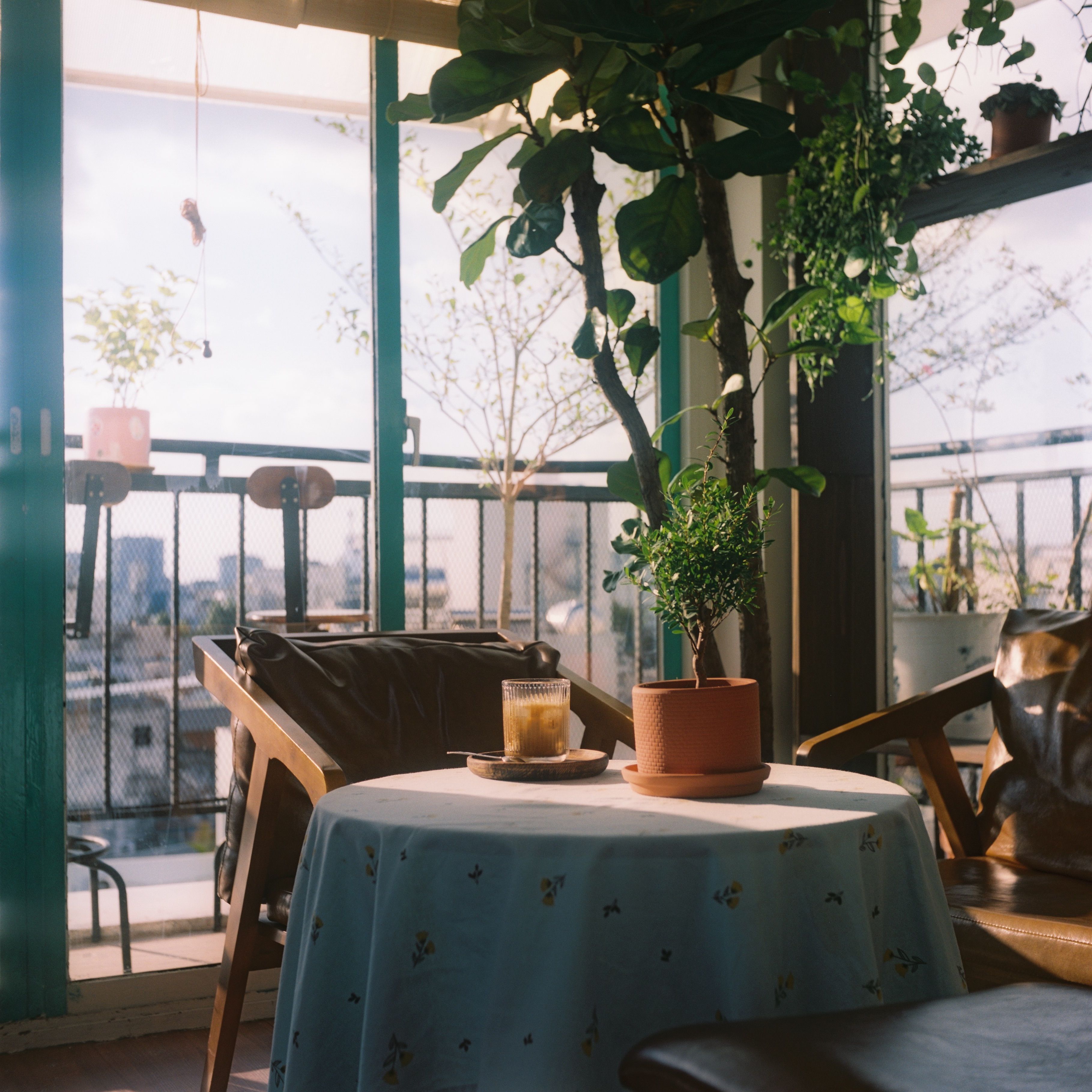 Cozy indoor terrace setting with a coffee on table amidst lush green plants.