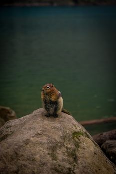 Adorable chipmunk perched on a rock by a serene lake in Banff, Alberta, Canada.