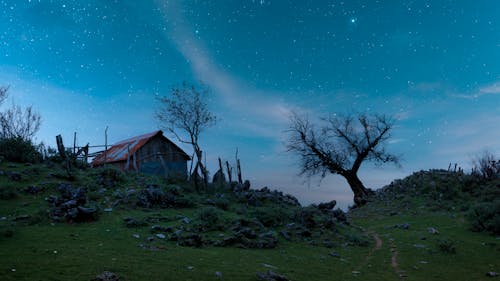 Trees Growing on Hillside near Abandoned Shed under Starry Sky