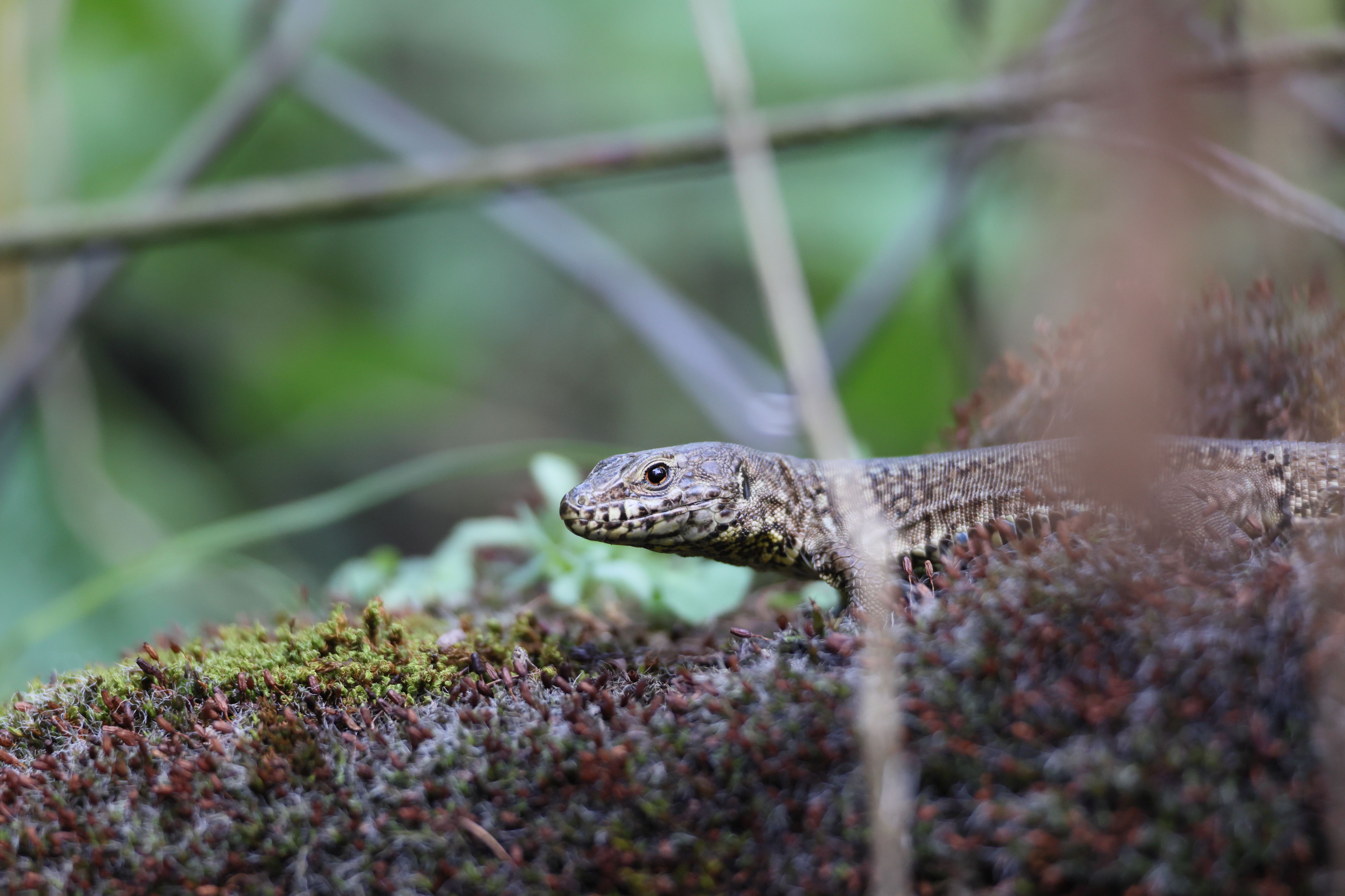 A common wall lizard camouflaged on mossy ground in Stuttgart, Germany.