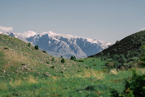 Green Pasture and Snowcapped Mountains in the Distance 