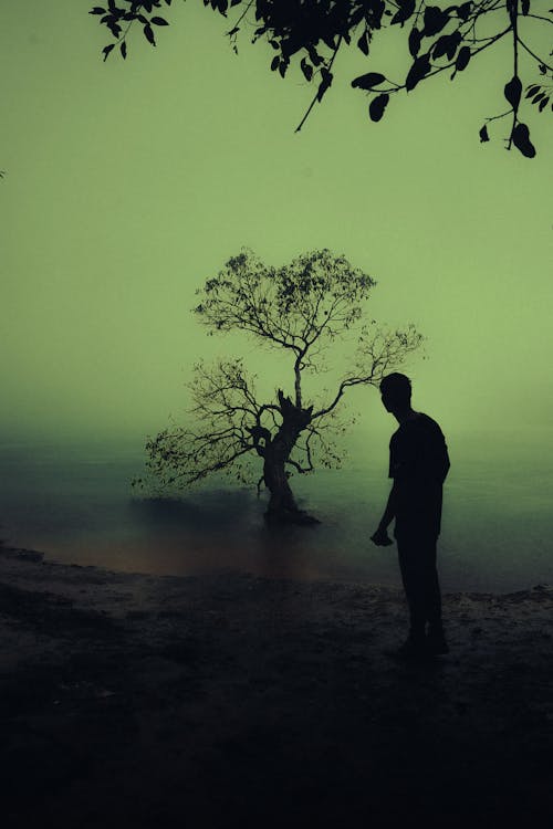 나무 변덕스러운, 로나 발라, 무디 그린의 무료 스톡 사진