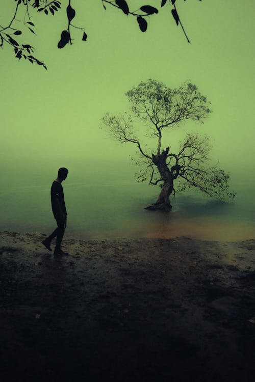 나무 변덕스러운, 로나 발라, 무디 그린의 무료 스톡 사진