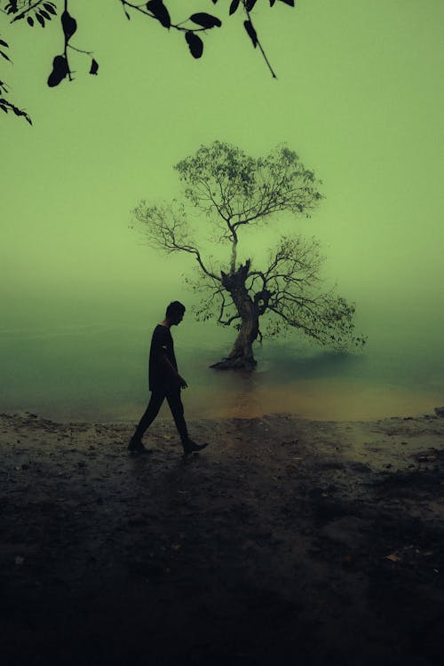 Kostnadsfri bild av dimmig morgon, dimmiga scener, estetisk grön