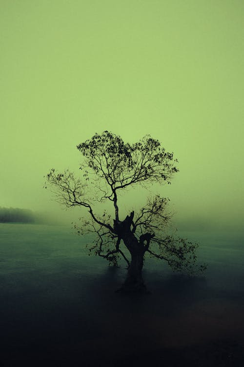 Бесплатное стоковое фото с в туман, дерево, дерево капризное