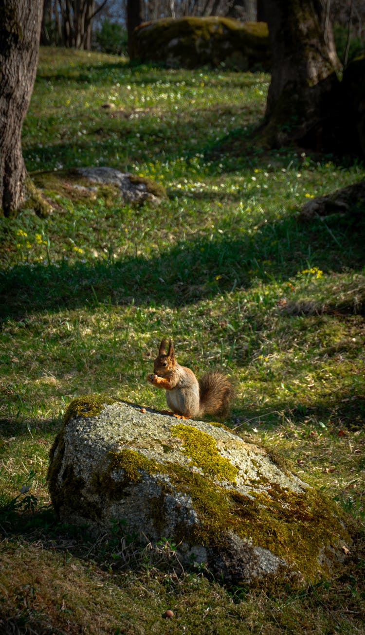 Squirrel On Rock