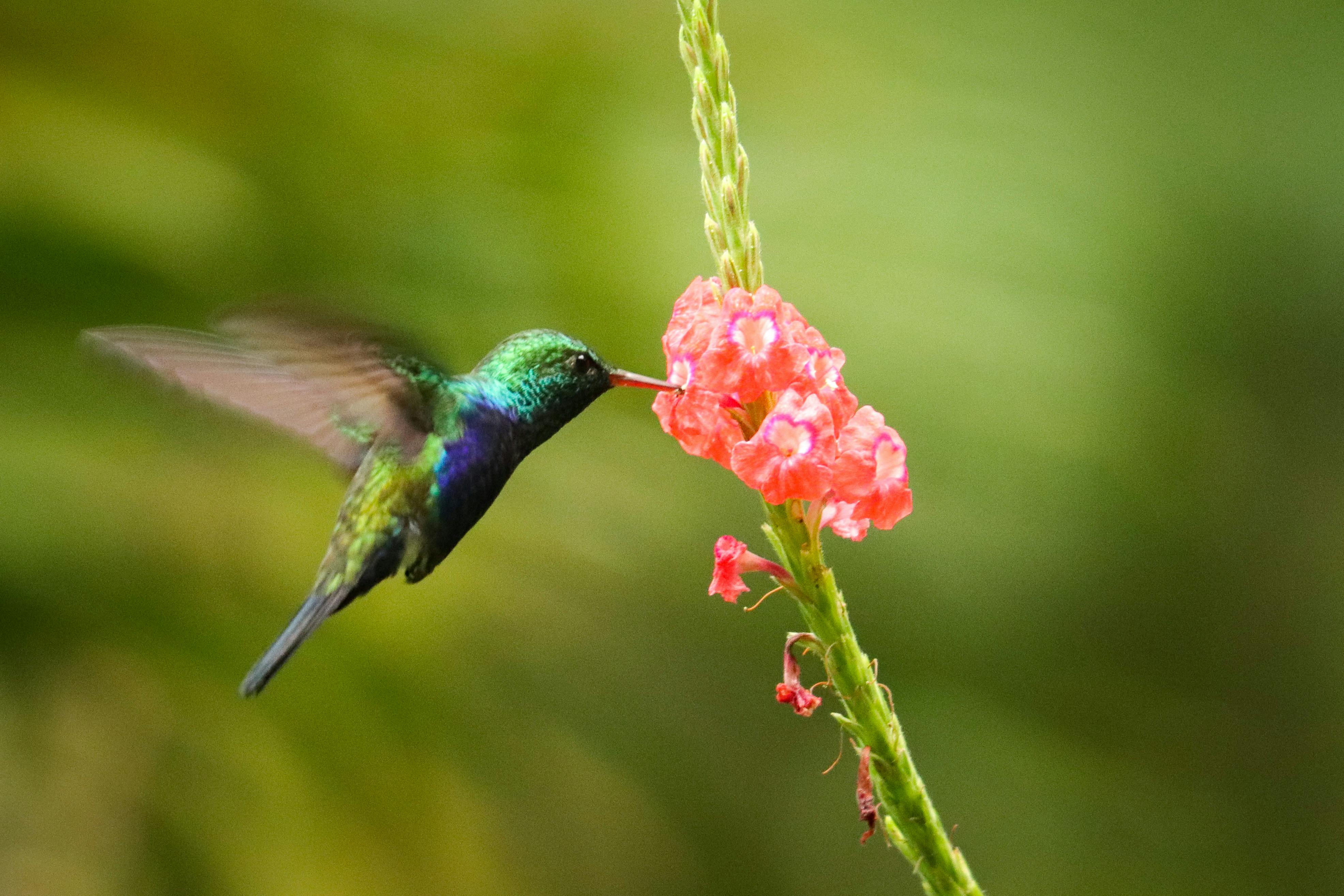 Focus Photography of Flying Hummingbird · Free Stock Photo