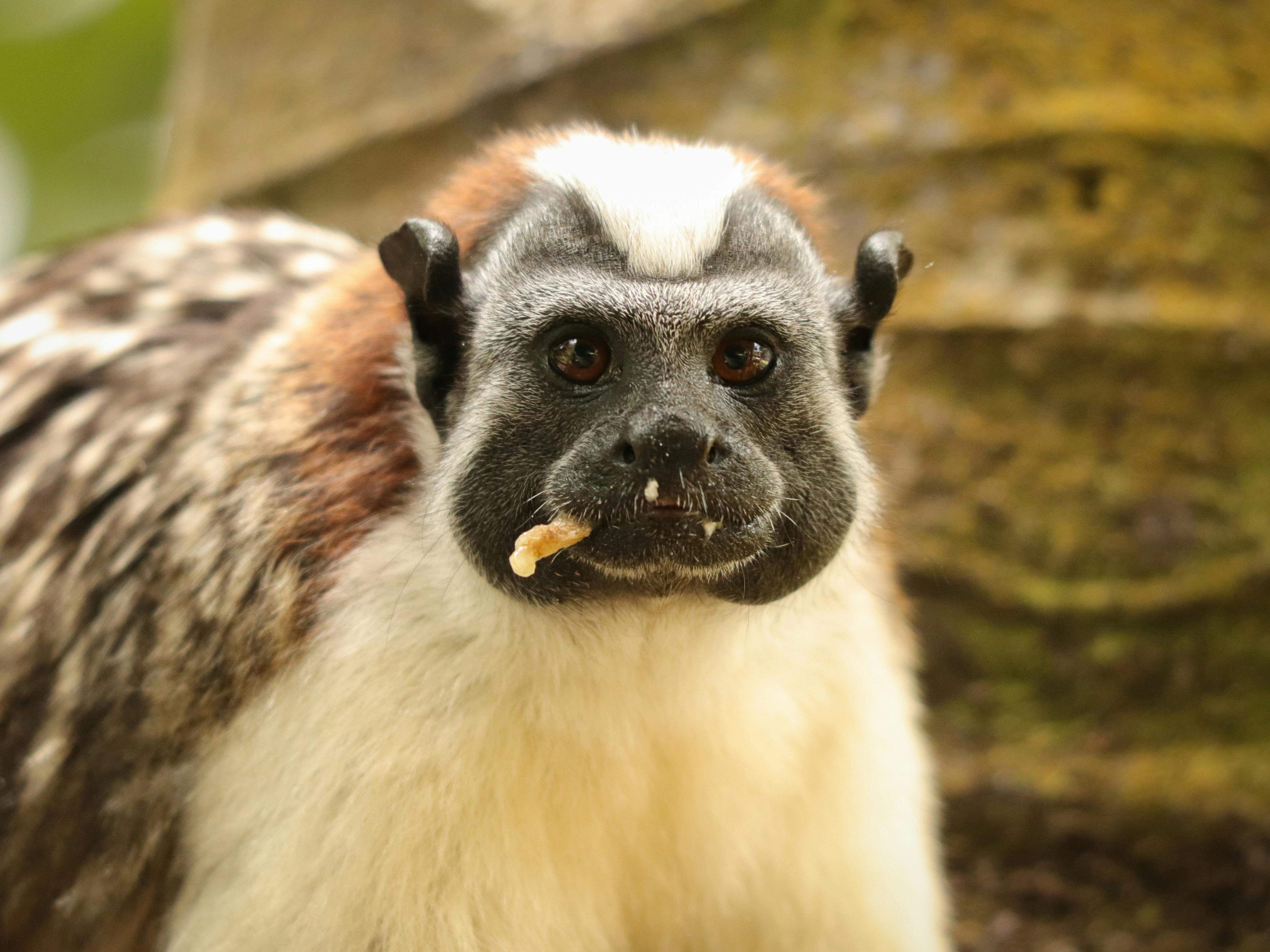Close-up of a Pied Tamarin Monkey · Free Stock Photo