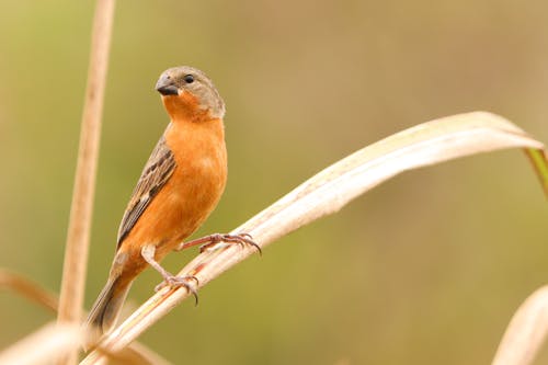 Close-up of a Tawny-Bellied Seedeater
