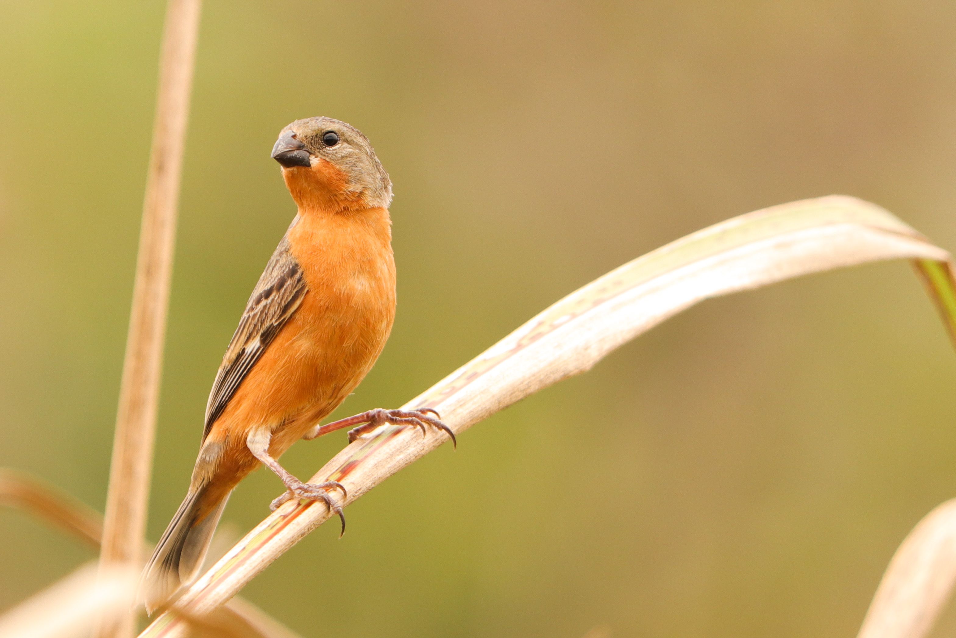 Close-up of a Tawny-Bellied Seedeater · Free Stock Photo