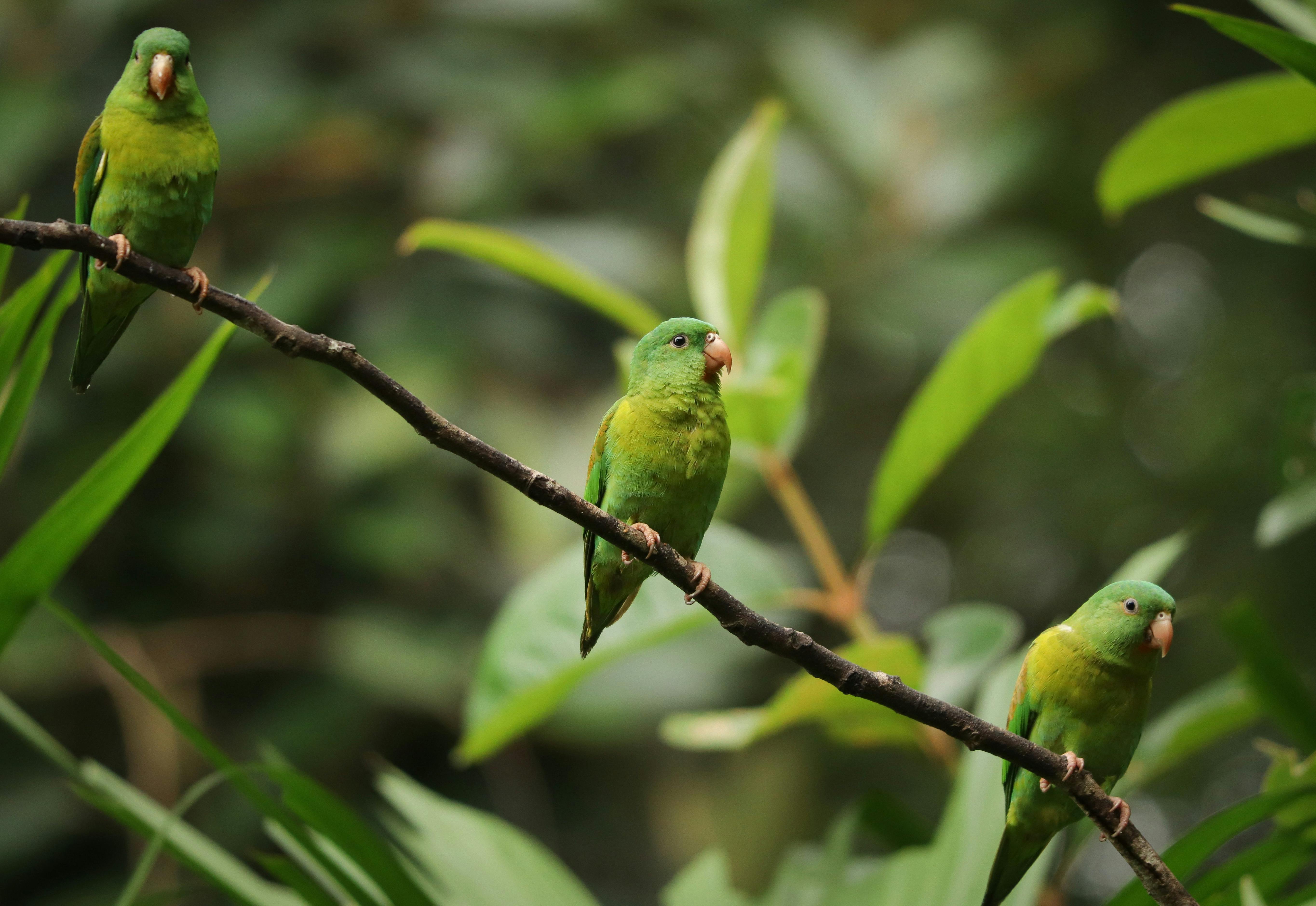 Three vibrant green parakeets perched on a branch in Panama's jungle, showcasing tropical wildlife.
