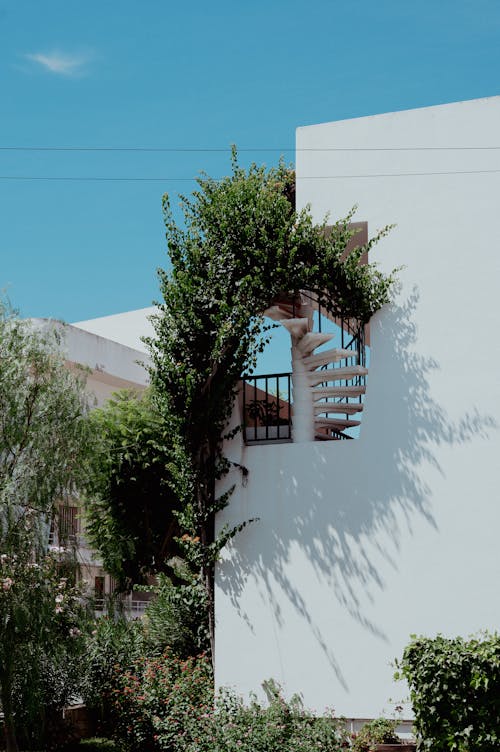 Shrub Grows on Staircase 