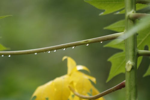 water drops along the papaw leaf
