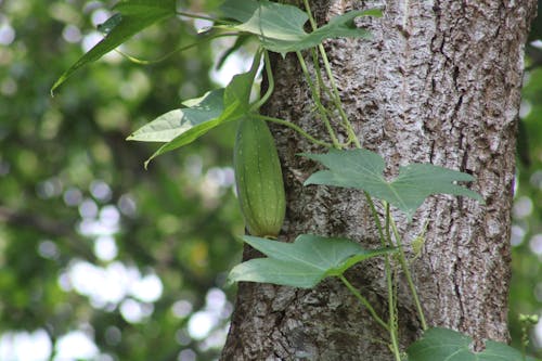 sponge gourd (watakolu)