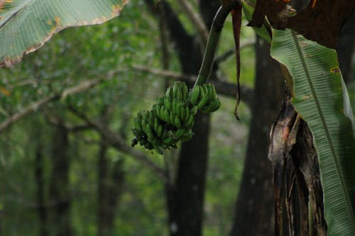 banana without furtilizer