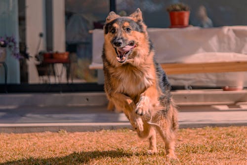 Imagine de stoc gratuită din aleargă, animal de casă, câine