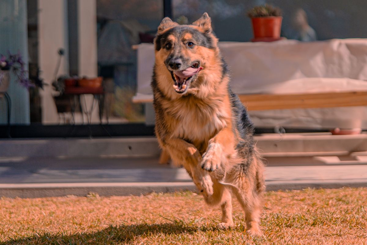 German Shepherd running across a sunny backyard lawn