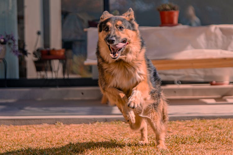 Dog Running In A Backyard 