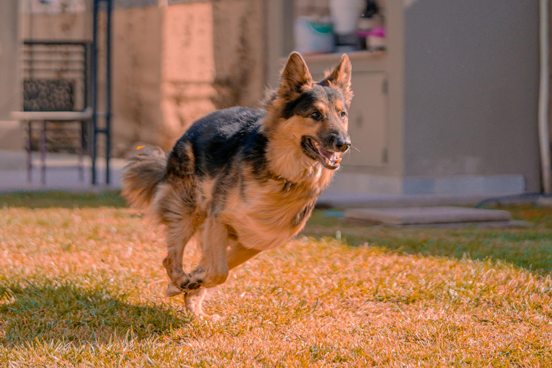 Running German Shepherd