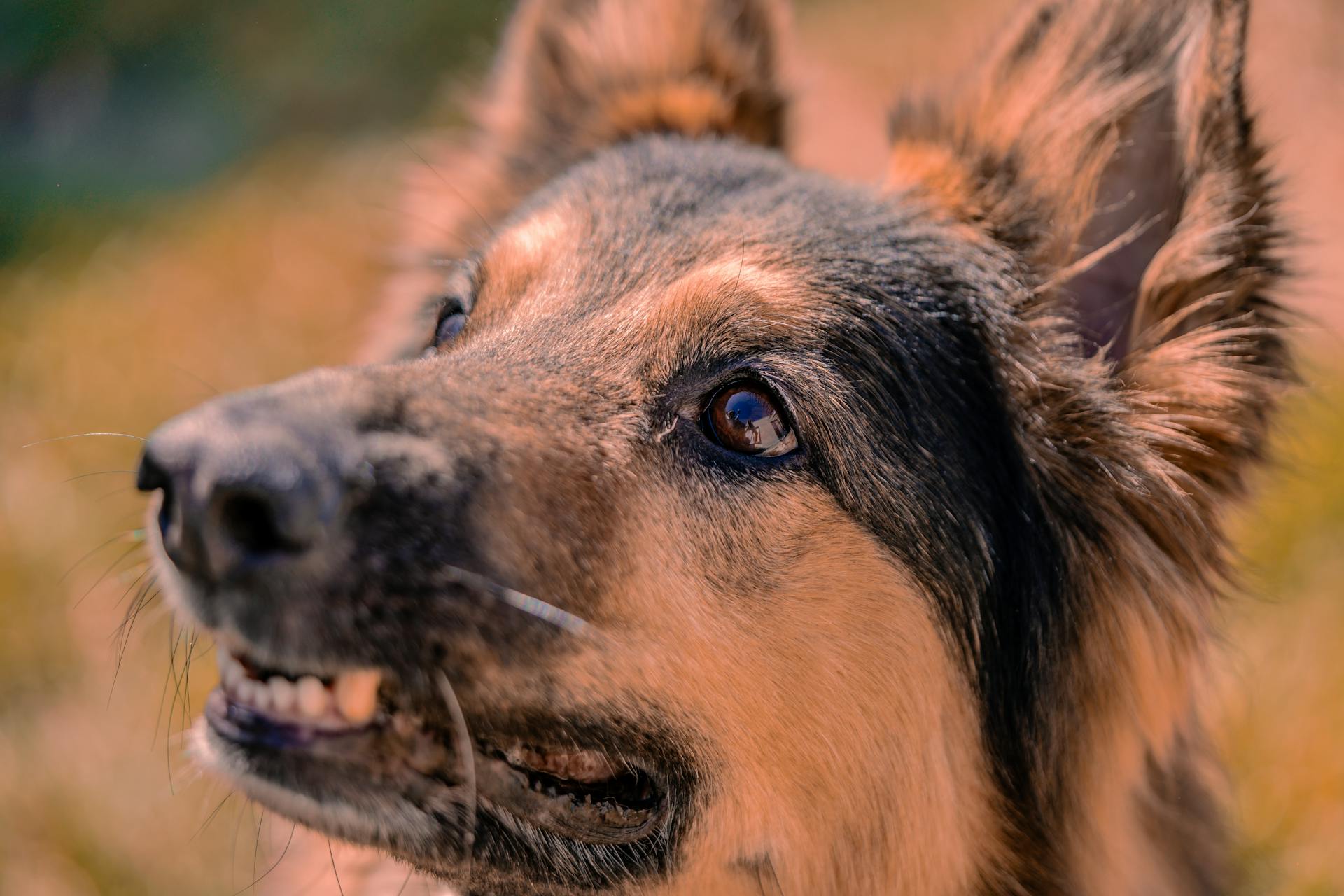 Porträtt av en hund