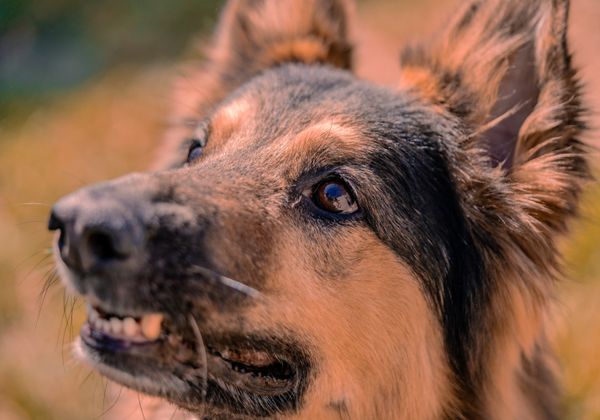 German Shepherd with intense alert expression mid bark