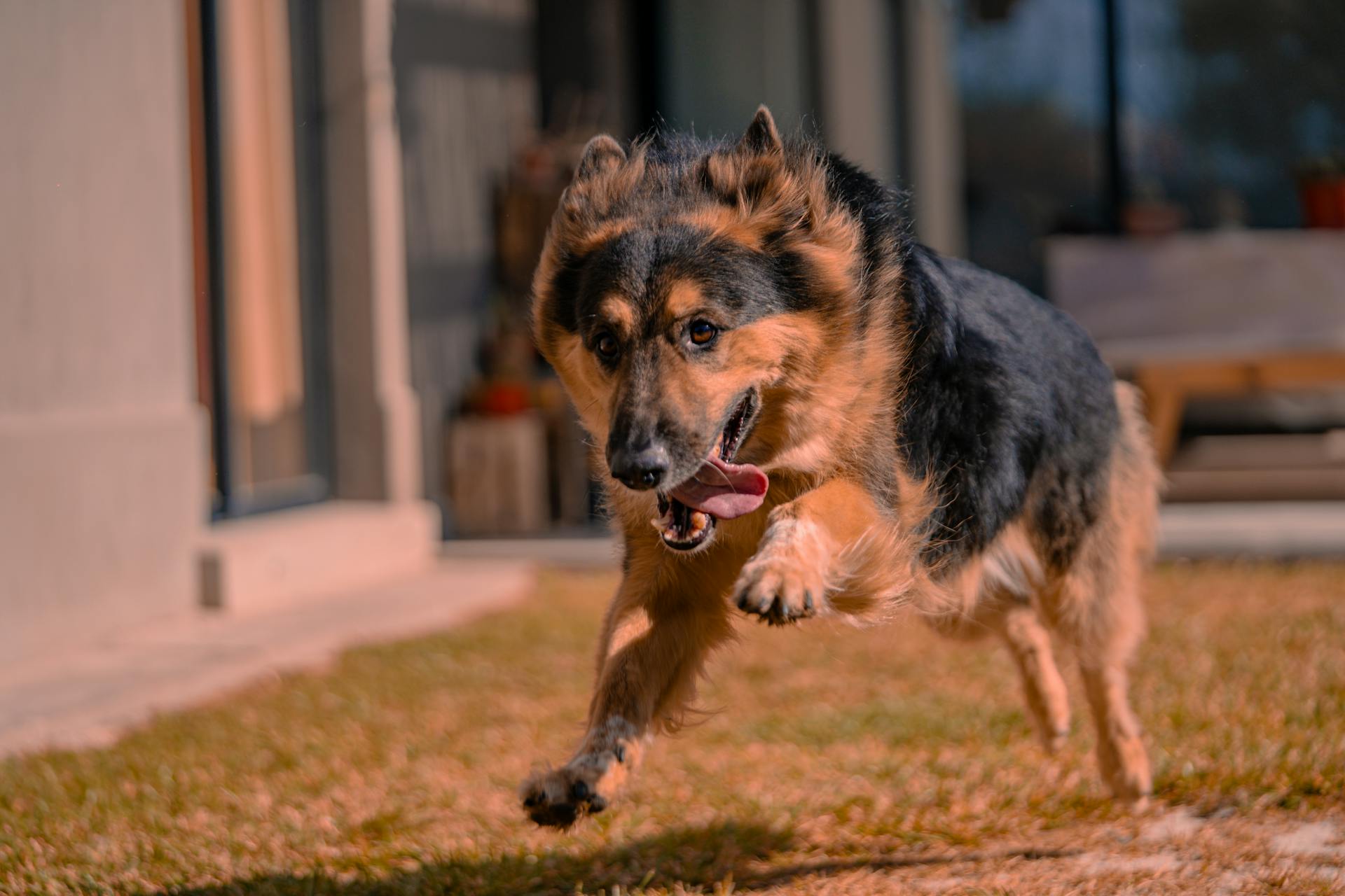 Photo of a Running Dog