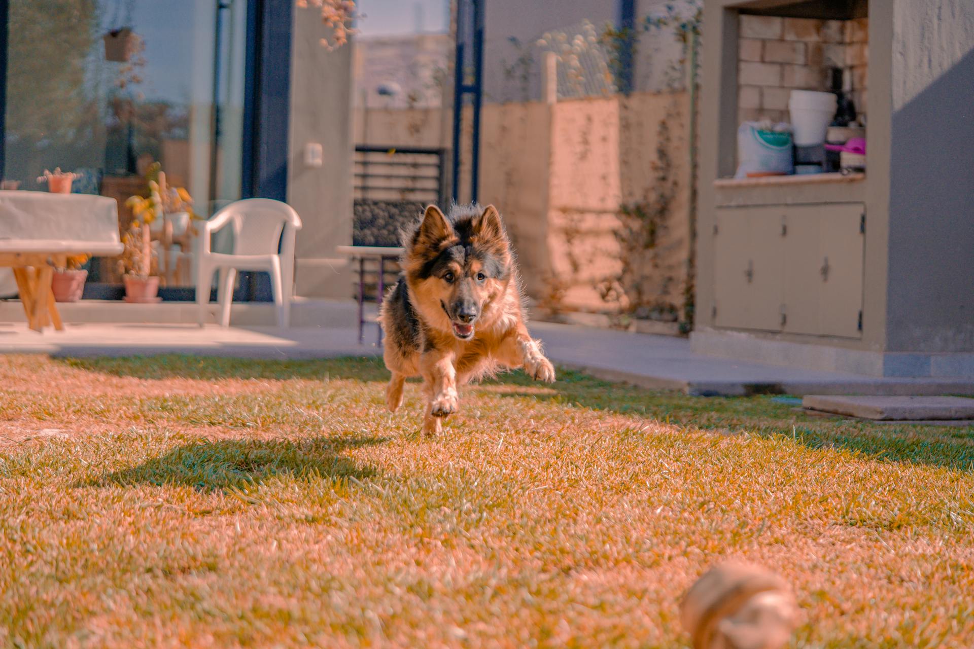 Dog Running after a Ball