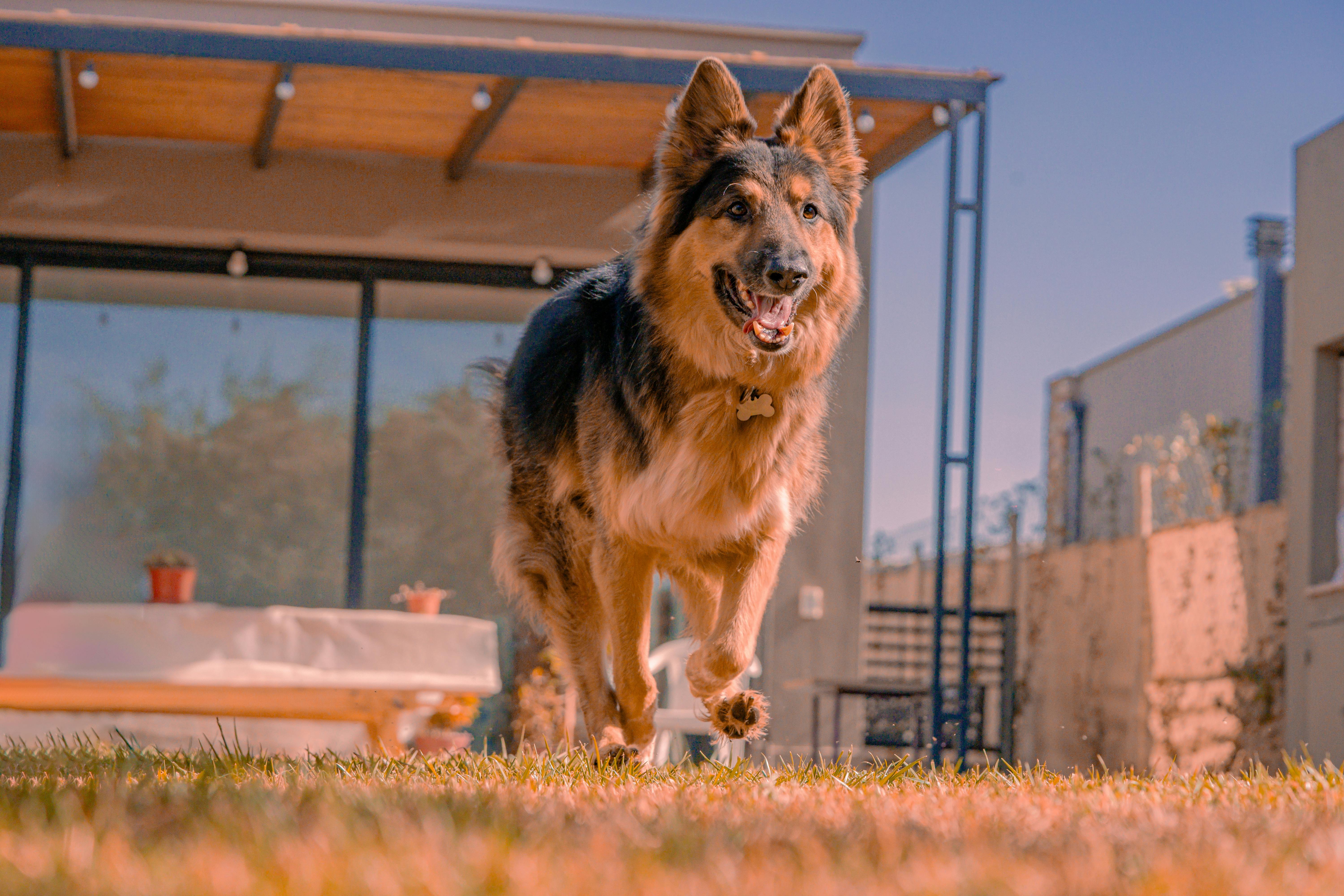 pet technology, pet technology companies, pet technology jobs, pet technology store, pet technology brain, pet technology mar