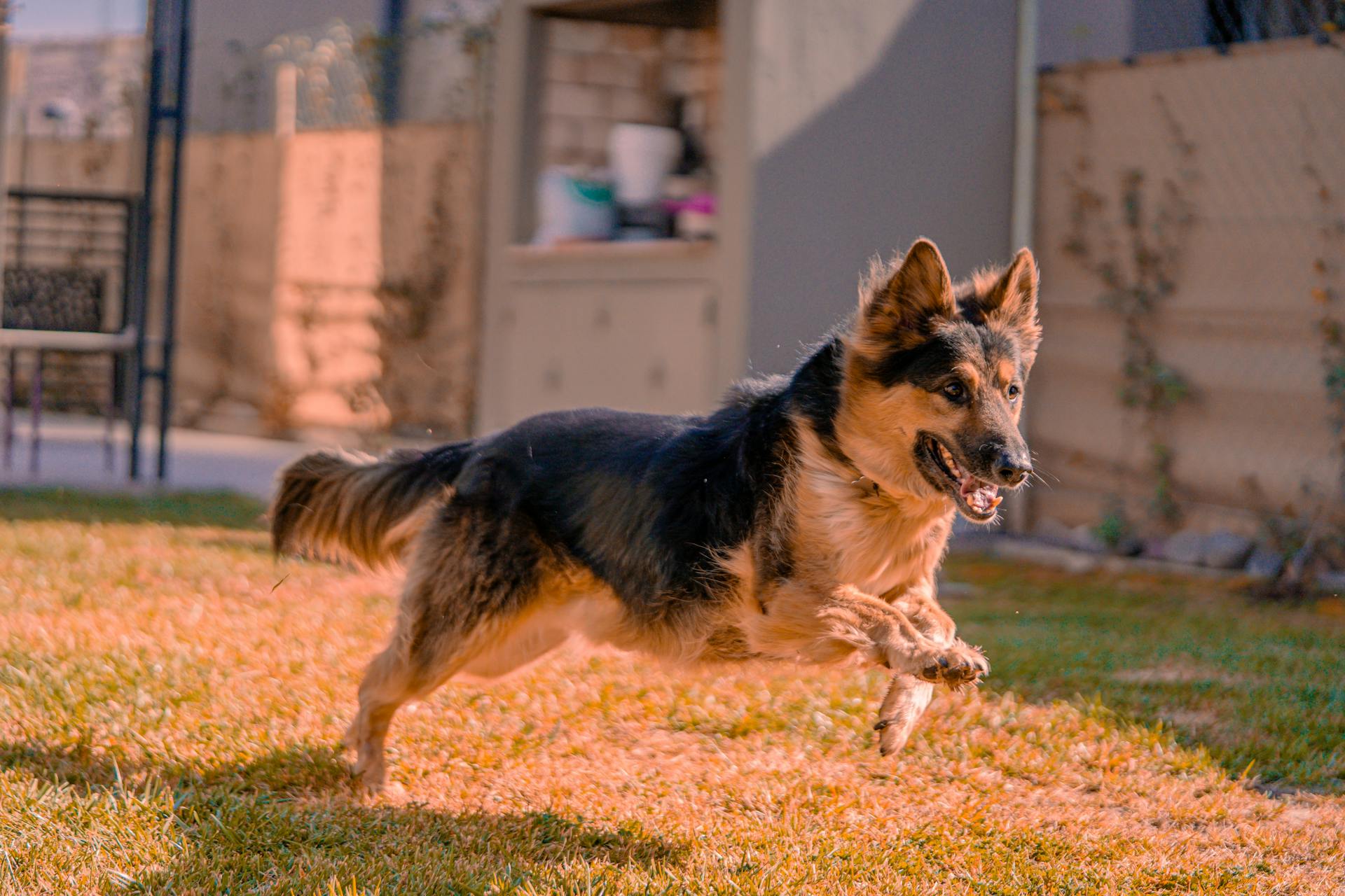 Photo of a Jumping German Shepherd