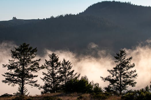 A serene landscape with misty mountains and silhouetted pine trees under a dawn sky.